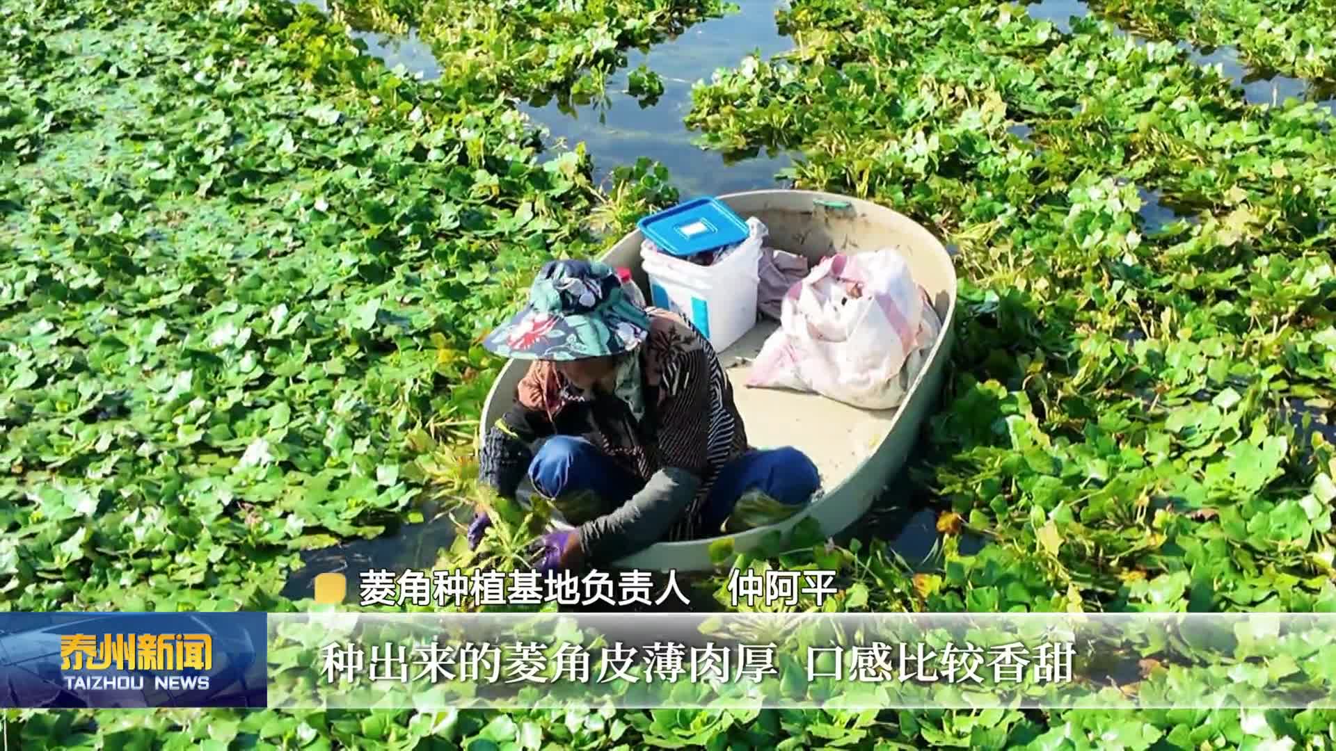 在希望的田野上  采菱忙  果飘香  最是“火热”丰收景